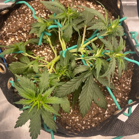 Super Lemon Haze Auto 1/20 growlog photo: Light LST and water week 4 day 2