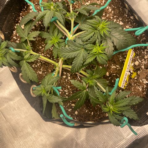 Super Lemon Haze Auto 1/20 growlog photo: Light LST and water week 4 day 2