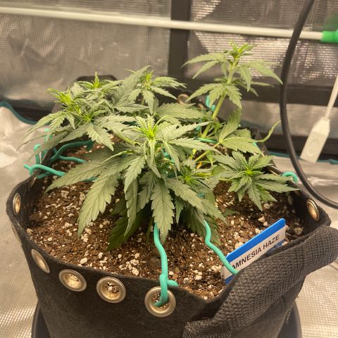 Super Lemon Haze Auto 1/20 growlog photo: Water plus fish shit