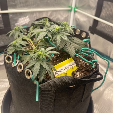 Super Lemon Haze Auto 1/20 growlog photo: Water plus fish shit