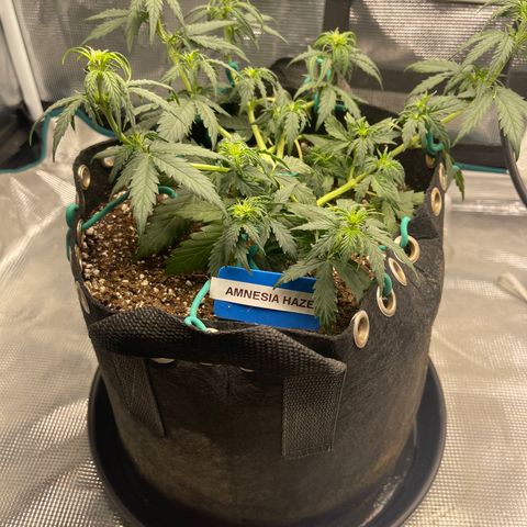 Super Lemon Haze Auto 1/20 growlog photo: Water with cal-mag 700mL each