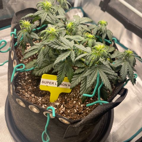 Super Lemon Haze Auto 1/20 growlog photo: Water with cal-mag 700mL each