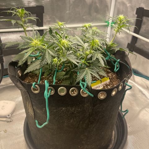 Super Lemon Haze Auto 1/20 growlog photo: Water and fish shit