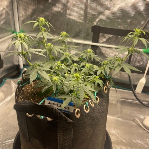 Super Lemon Haze Auto 1/20 growlog photo: Water and fish shit