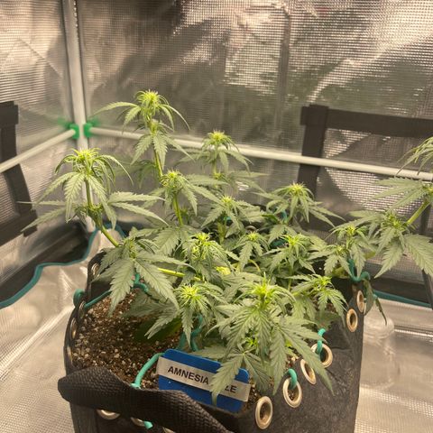 Super Lemon Haze Auto 1/20 growlog photo: Water and fish shit