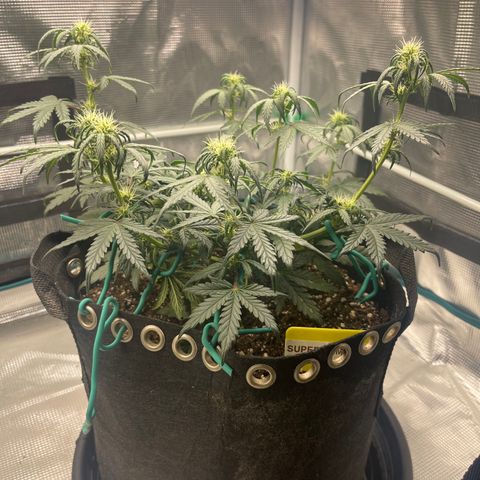 Super Lemon Haze Auto 1/20 growlog photo: Gave all nutrients including CalMag on Monday