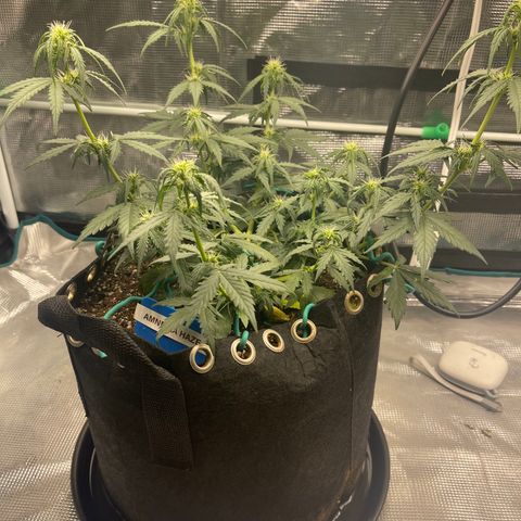 Super Lemon Haze Auto 1/20 growlog photo: Gave all nutrients including CalMag on Monday