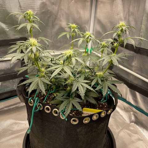Super Lemon Haze Auto 1/20 growlog photo: Week 5 Watering 2/3