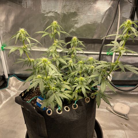 Super Lemon Haze Auto 1/20 growlog photo: Week 5 Watering 2/3
