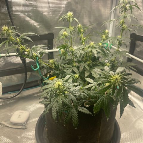 Super Lemon Haze Auto 1/20 growlog timeline photo