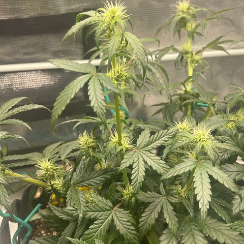 Super Lemon Haze Auto 1/20 growlog timeline photo