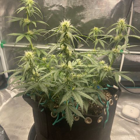 Super Lemon Haze Auto 1/20 growlog timeline photo