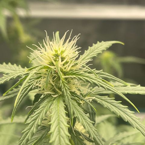 Super Lemon Haze Auto 1/20 growlog timeline photo