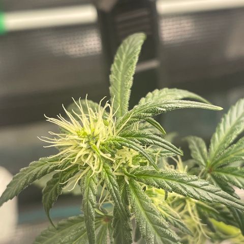 Super Lemon Haze Auto 1/20 growlog timeline photo