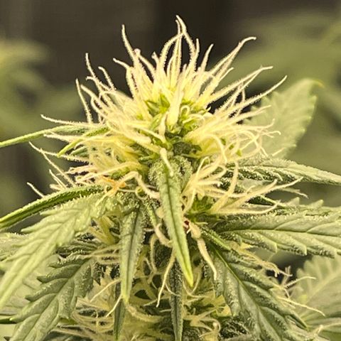 Super Lemon Haze Auto 1/20 growlog timeline photo