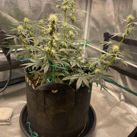 Super Lemon Haze Auto 1/20 growlog timeline photo