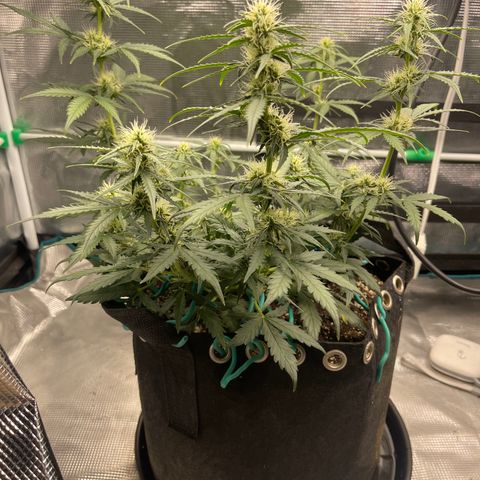 Super Lemon Haze Auto 1/20 growlog timeline photo