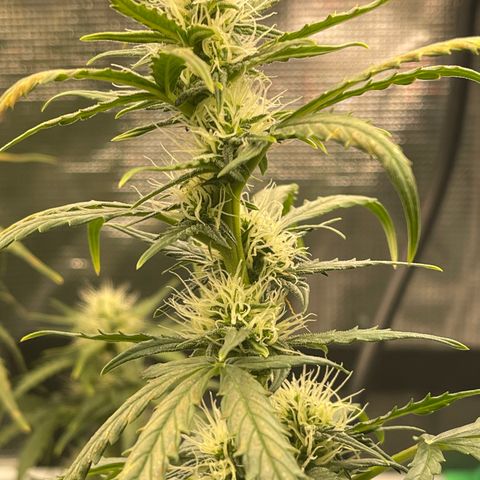 Super Lemon Haze Auto 1/20 growlog photo: Watered and moved