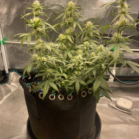 Super Lemon Haze Auto 1/20 growlog photo: Watered and moved