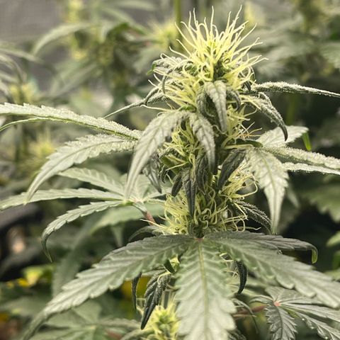 Super Lemon Haze Auto 1/20 growlog photo: Watered and moved
