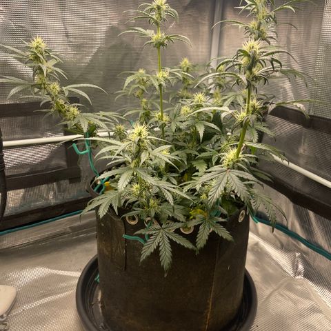 Super Lemon Haze Auto 1/20 growlog photo: Watered and moved