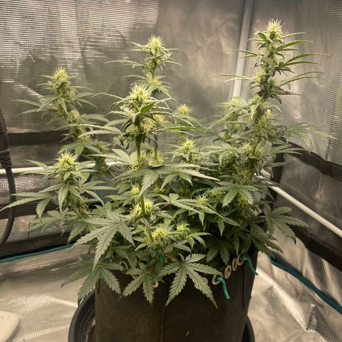 Super Lemon Haze Auto 1/20 growlog photo: Rust on AAH