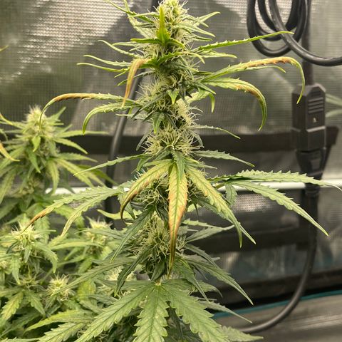 Super Lemon Haze Auto 1/20 growlog photo: Rust on AAH