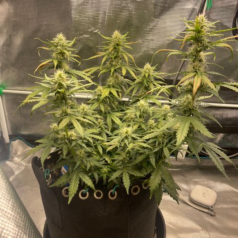 Super Lemon Haze Auto 1/20 growlog photo: Rust on AAH