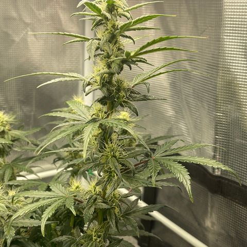 Super Lemon Haze Auto 1/20 growlog photo: Rust on AAH