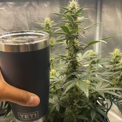 Super Lemon Haze Auto 1/20 growlog timeline photo