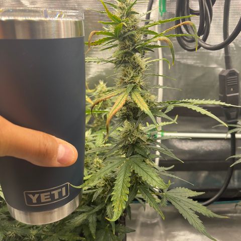 Super Lemon Haze Auto 1/20 growlog timeline photo