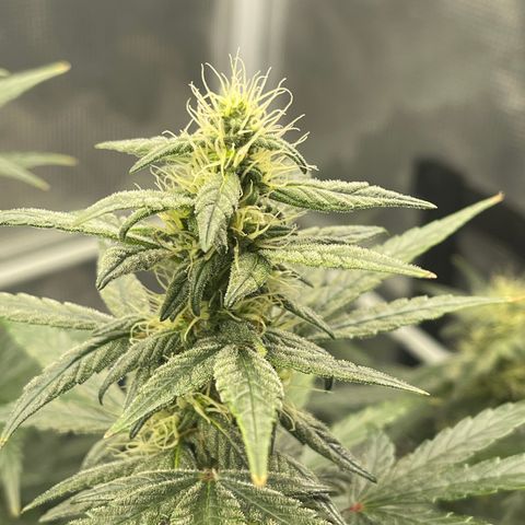 Super Lemon Haze Auto 1/20 growlog timeline photo