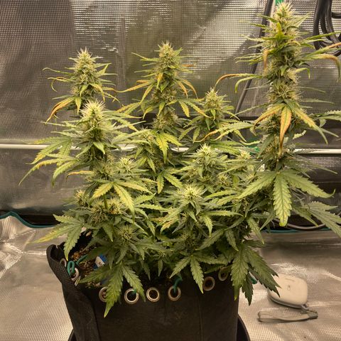 Super Lemon Haze Auto 1/20 growlog timeline photo