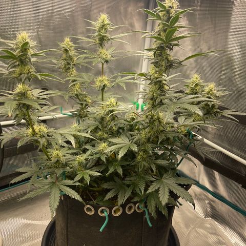 Super Lemon Haze Auto 1/20 growlog timeline photo