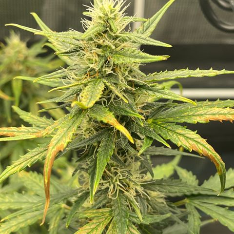 Super Lemon Haze Auto 1/20 growlog timeline photo