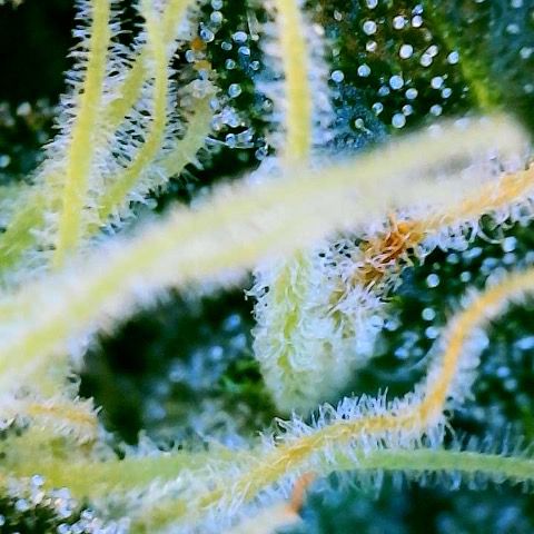 Super Lemon Haze Auto 1/20 growlog photo: Water and Fish Shit