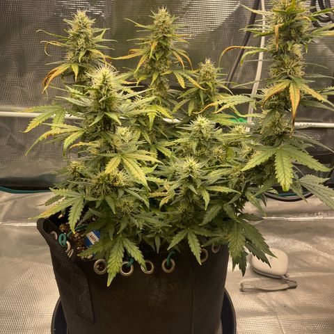 Super Lemon Haze Auto 1/20 growlog photo: Water and Fish Shit