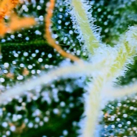Super Lemon Haze Auto 1/20 growlog photo: Water and Fish Shit
