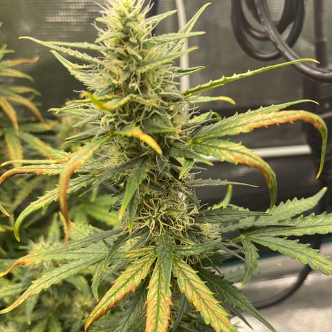 Super Lemon Haze Auto 1/20 growlog photo: Water and Fish Shit