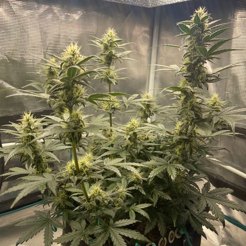 Super Lemon Haze Auto 1/20 growlog photo: Water and Fish Shit