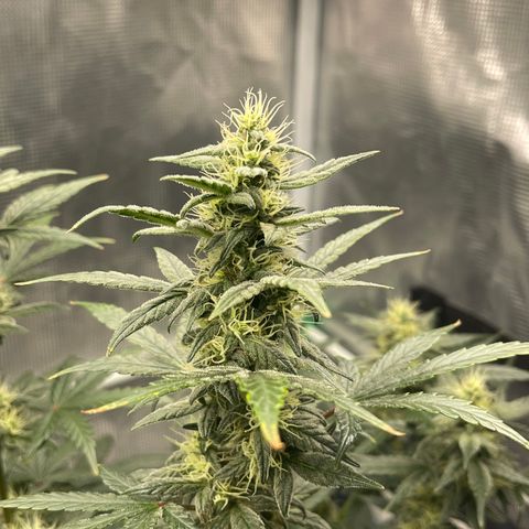 Super Lemon Haze Auto 1/20 growlog photo: Water and Fish Shit