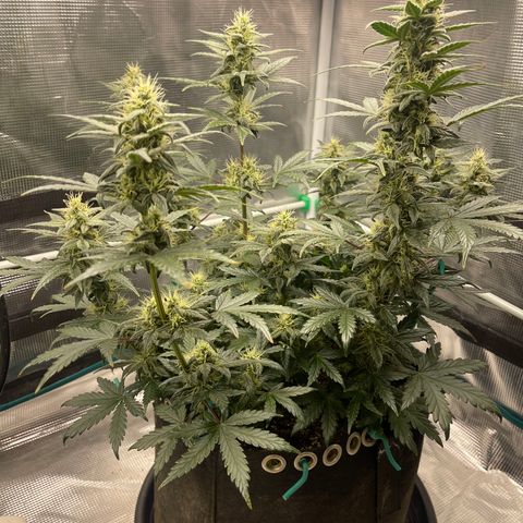 Super Lemon Haze Auto 1/20 growlog timeline photo