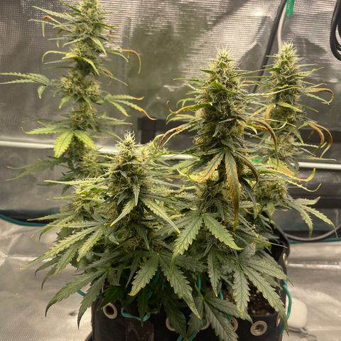 Super Lemon Haze Auto 1/20 growlog timeline photo