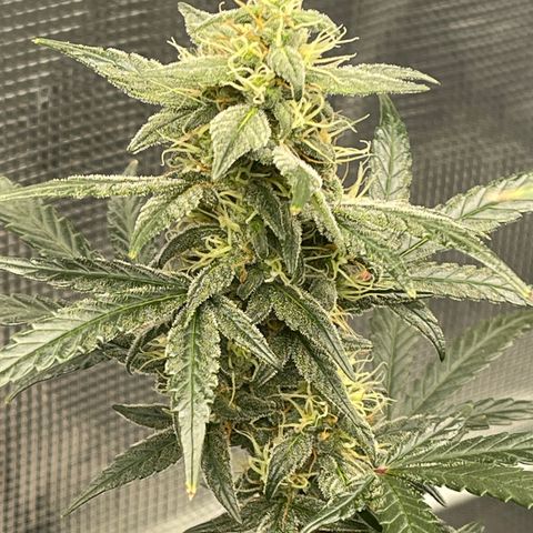Super Lemon Haze Auto 1/20 growlog timeline photo
