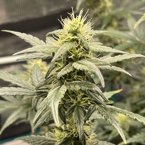 Super Lemon Haze Auto 1/20 growlog timeline photo
