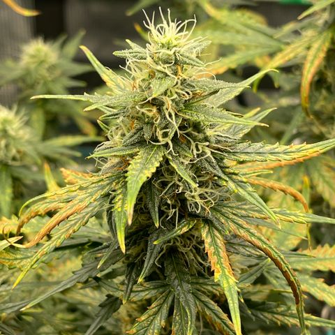 Super Lemon Haze Auto 1/20 growlog timeline photo