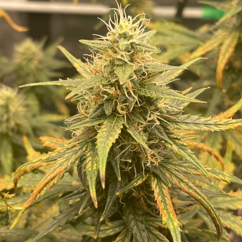 Super Lemon Haze Auto 1/20 growlog photo: Water and Fish Shit Only