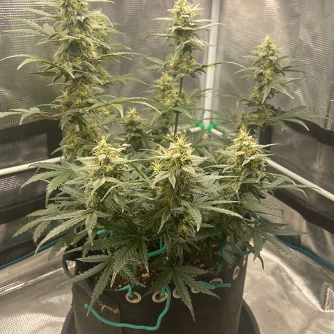 Super Lemon Haze Auto 1/20 growlog photo: Water and Fish Shit Only