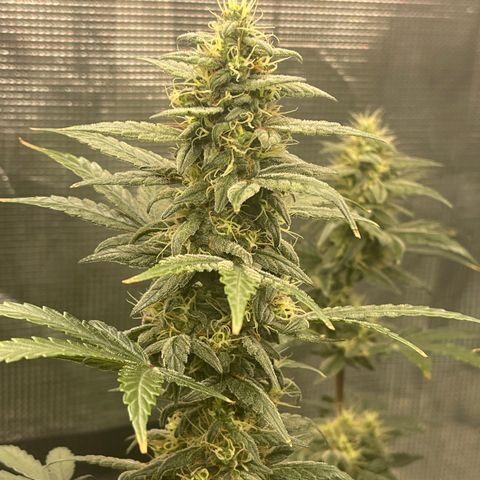 Super Lemon Haze Auto 1/20 growlog photo: Water and Fish Shit Only