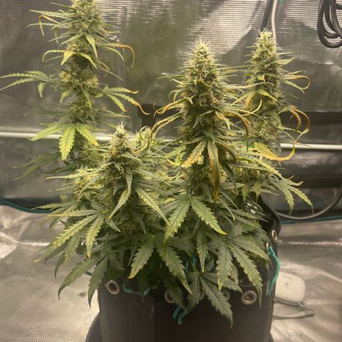 Super Lemon Haze Auto 1/20 growlog photo: Water and Fish Shit Only